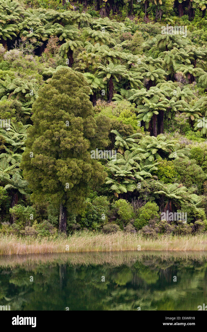 Felci arboree con la riflessione in un lago, via lungo la foresta di felci, Te Urewera National Park, North Island, Nuova Zelanda Foto Stock