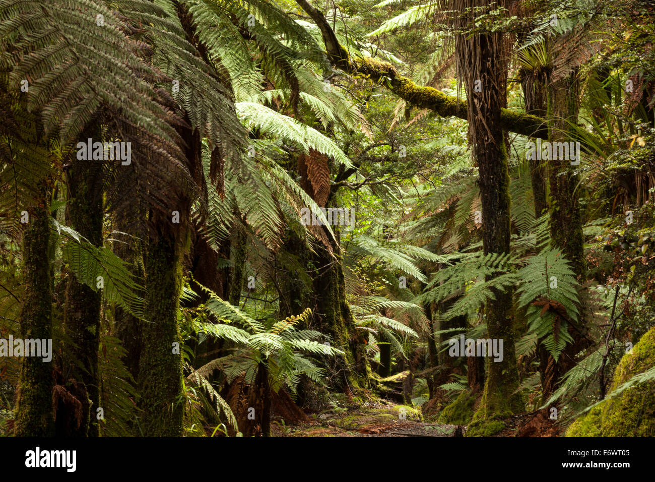 Foresta di felci arboree e coperte di muschio conifere, Figli della nebbia, Lago Waikaremoana, Te Urewera National Park, N Foto Stock