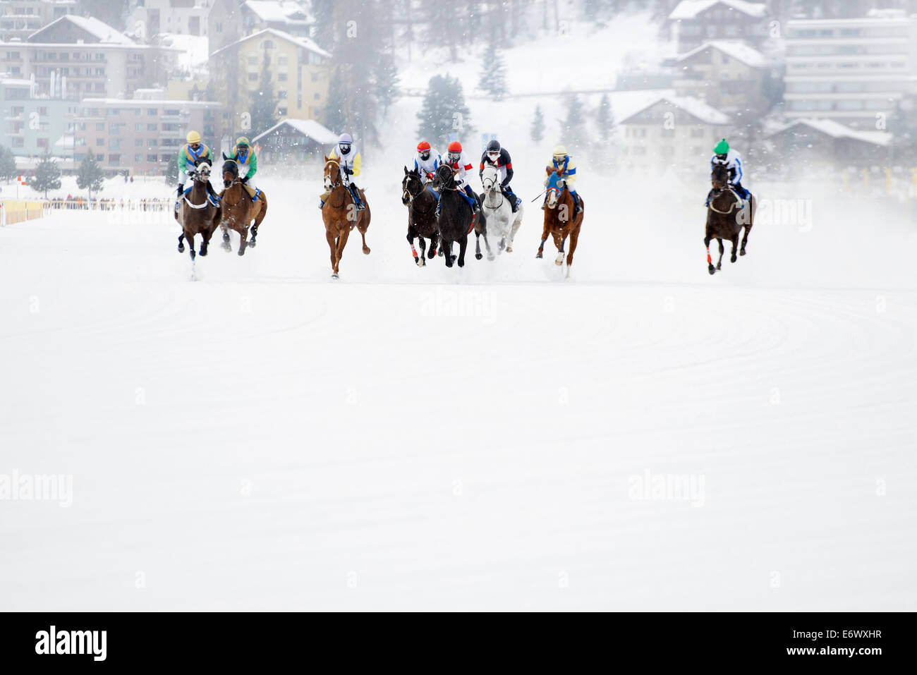 White Turf Cavallo di Razza 2013, San Moritz, Engadina, alta Engadina, Cantone dei Grigioni, Svizzera Foto Stock