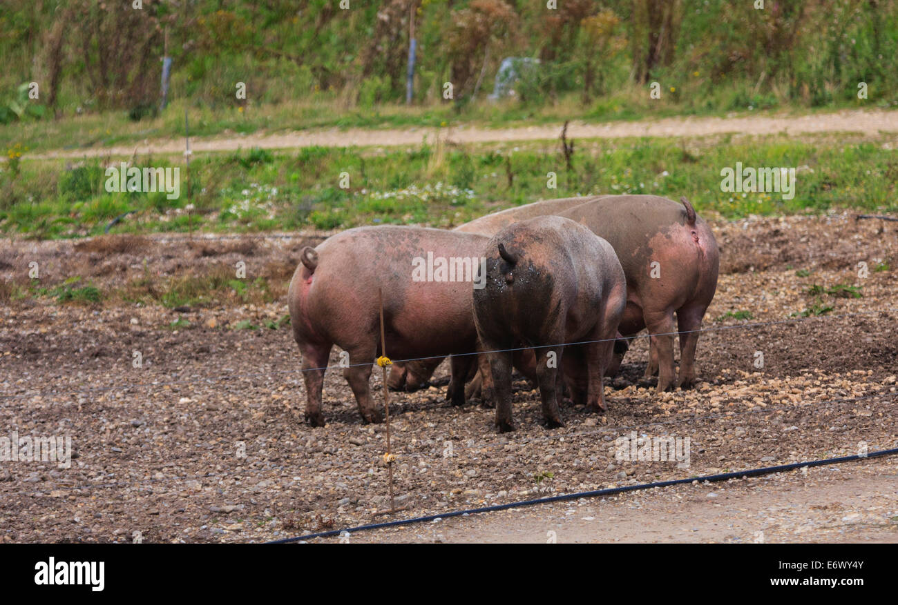 Suini di un allevamento di suini Suffolk REGNO UNITO Foto Stock