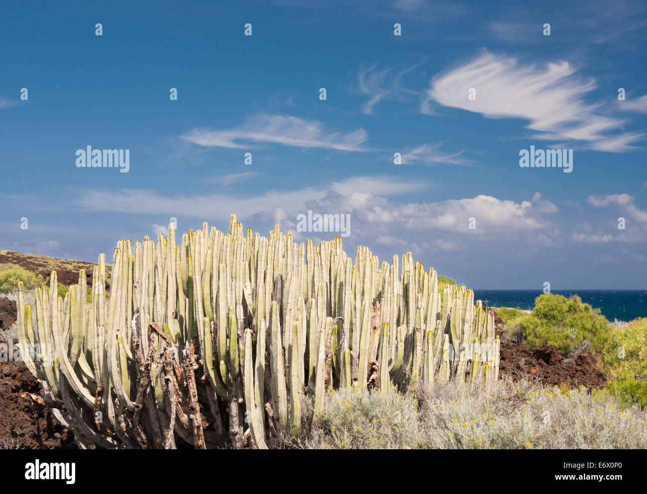Cardon (Euphorbia canariensis), noto anche come euforbia delle Canarie, crescente sulla lava accanto all'oceano sul Malpais de Guimar, Tenerife Foto Stock