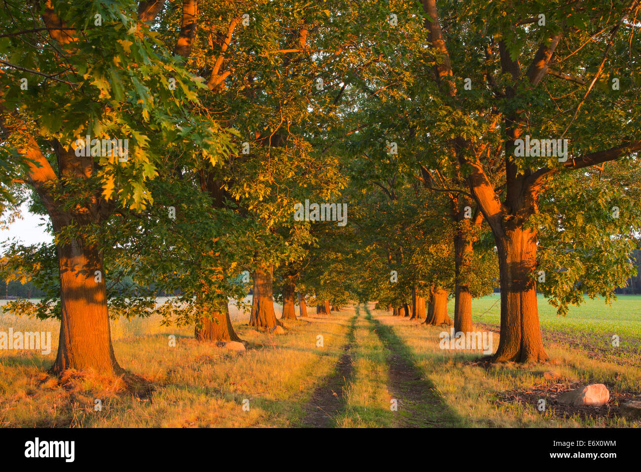 Vicolo di querce rosse, Niederlausitz, Brandeburgo, Germania Foto Stock