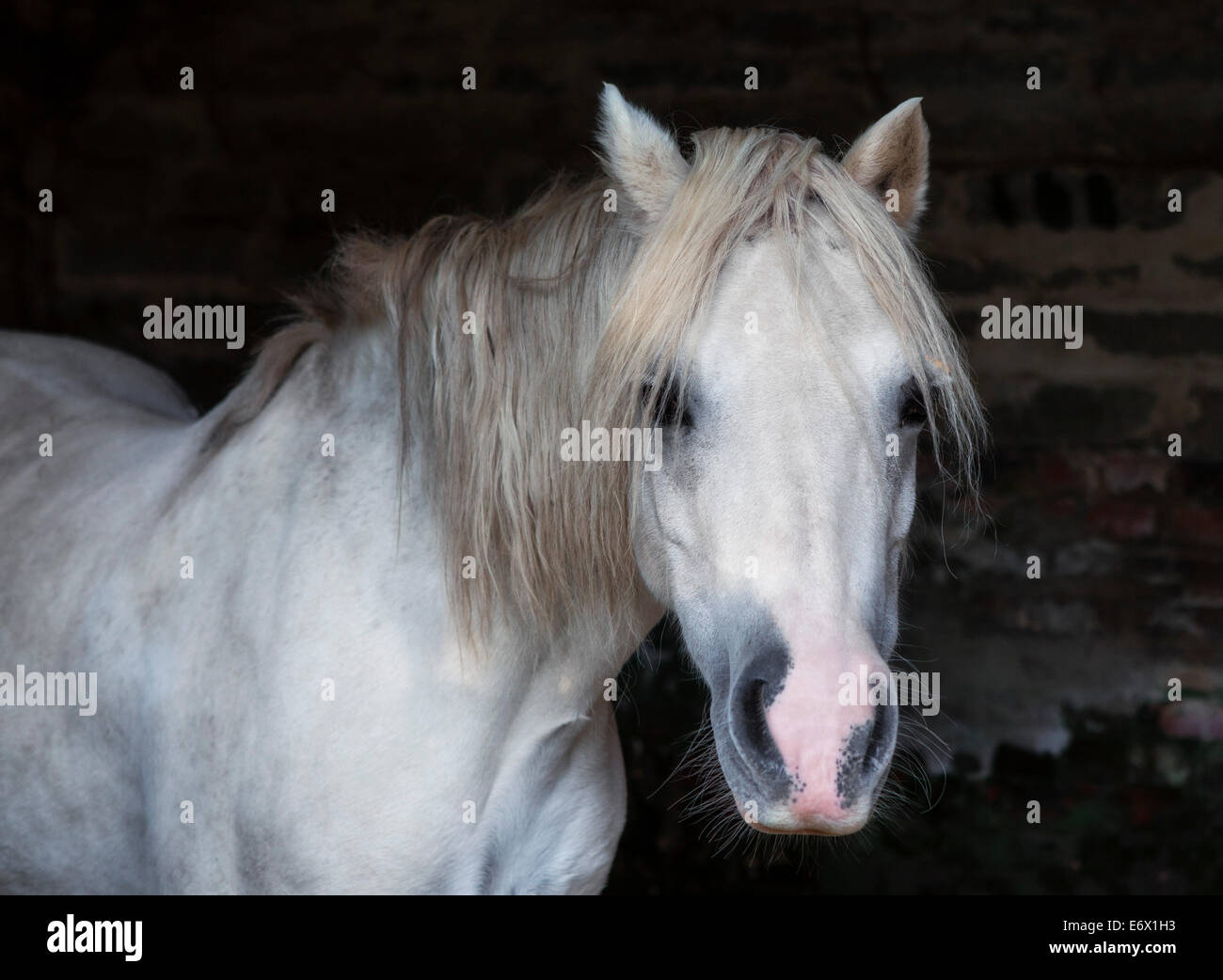 Sezione A Welsh pony di montagna in stabile Foto Stock