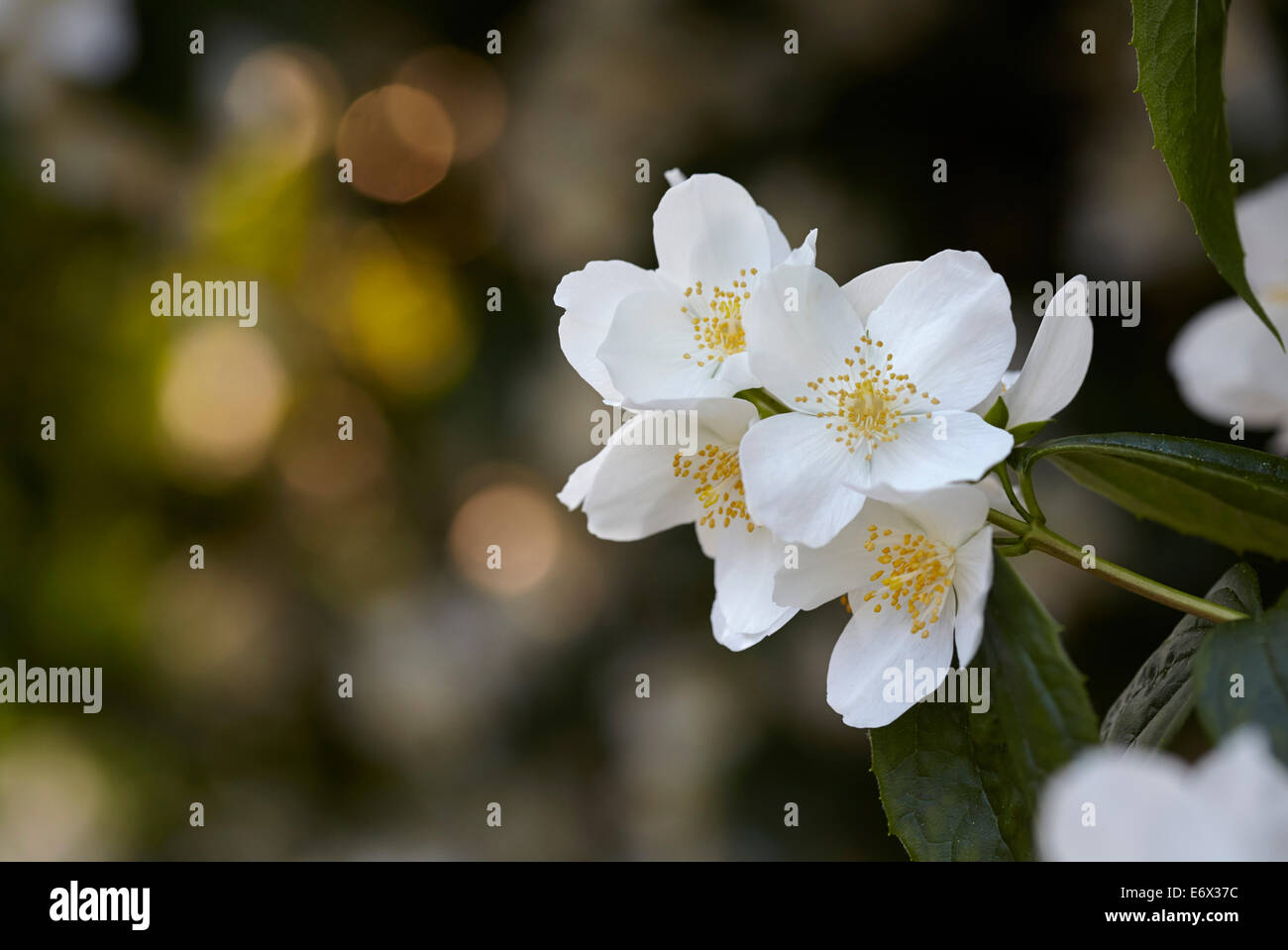 Filadelfo 'Belle Etoile' mock Orange Blossom Foto Stock