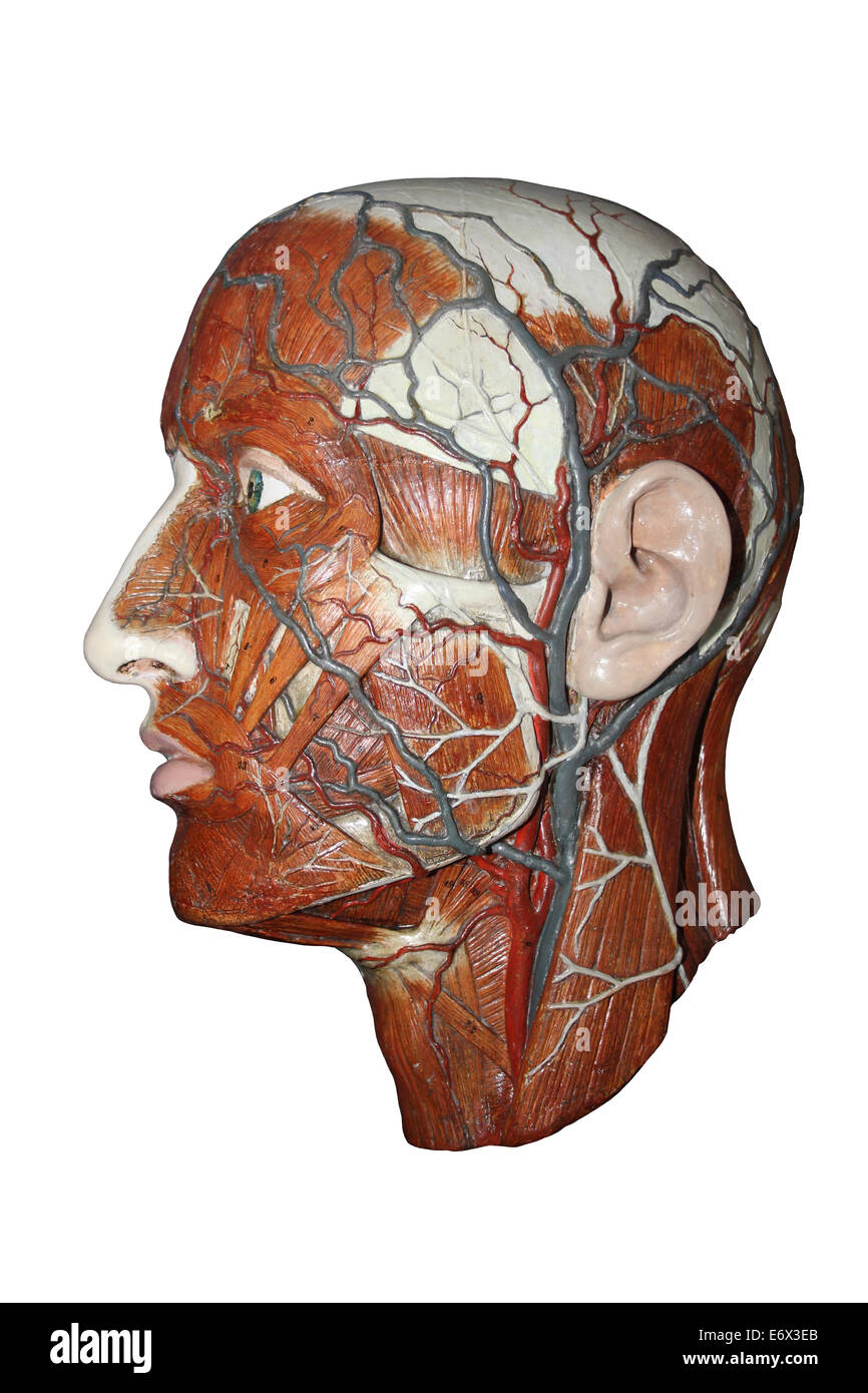 Modello anatomico della testa umana che mostra le arterie e le vene Foto Stock