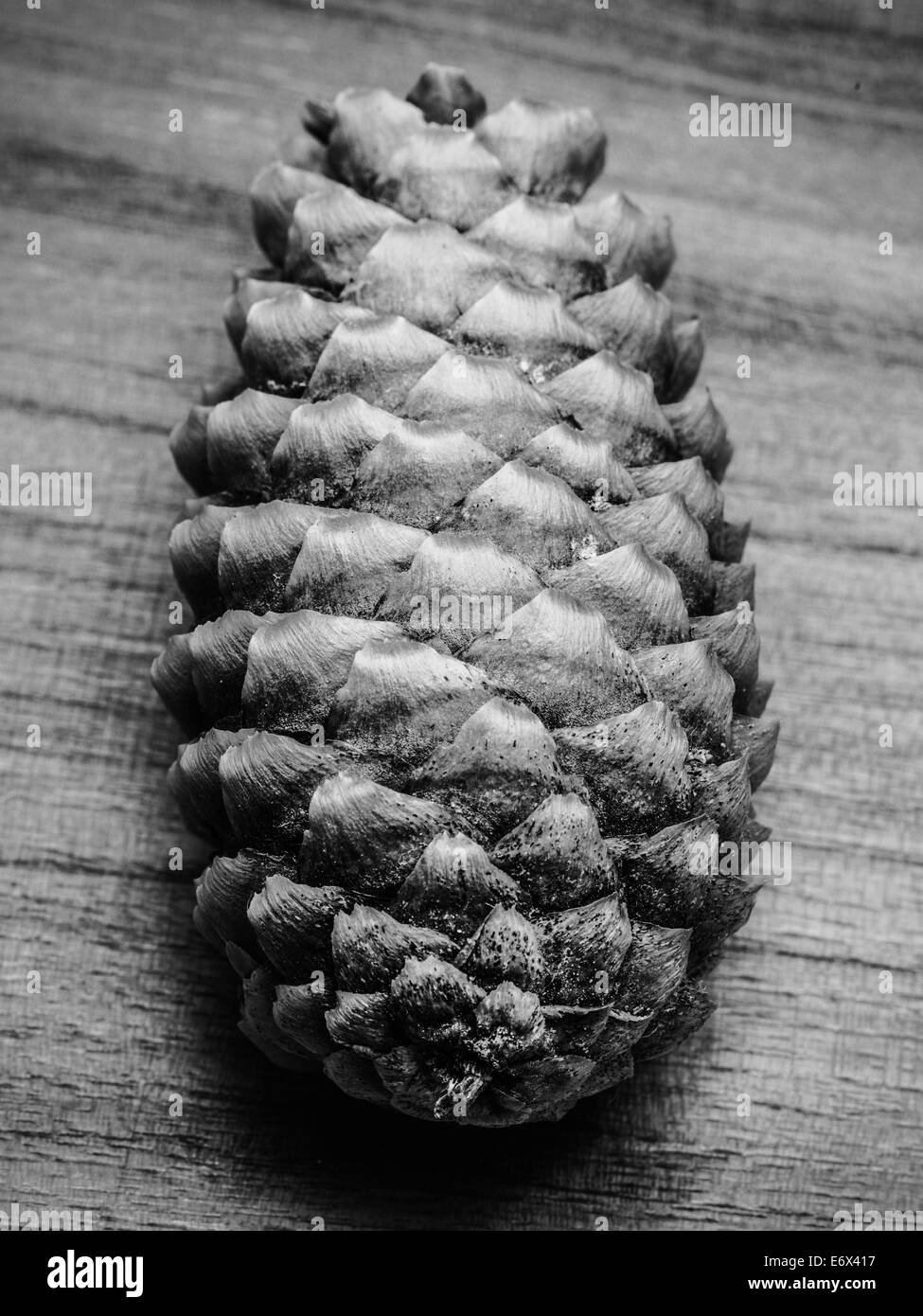 Ancora in vita del cono di pino su una superficie di legno Foto Stock