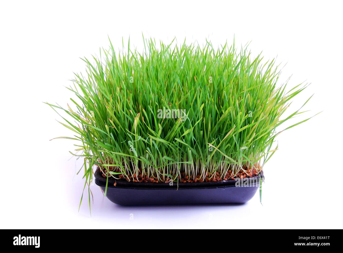 Vassoio di erba di frumento su sfondo bianco ritaglio. Foto Stock