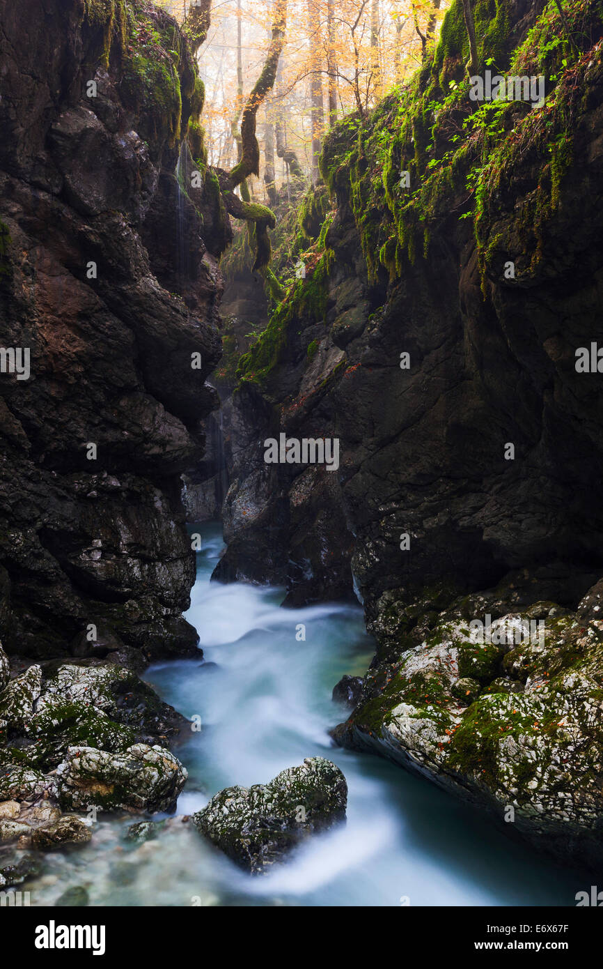 Il chiaro ruscello di montagna Mostnice serpeggianti pittorescamente attraverso il canyon di Korita Mostnice in elementare di boschi di faggio Foto Stock