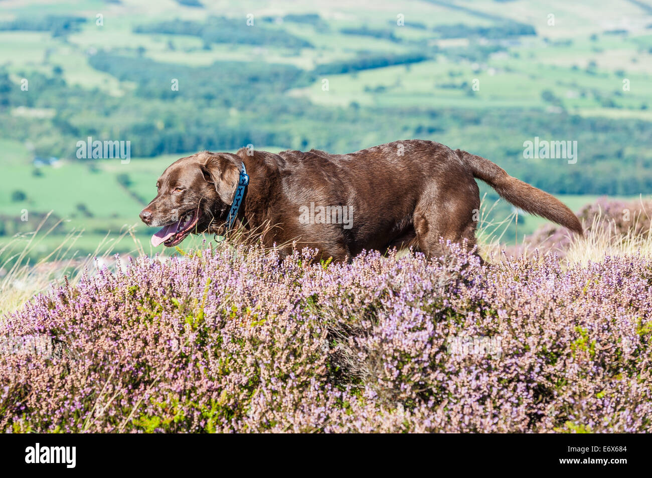 Il cioccolato Labrador in esecuzione sulla sommità di Ilkley Moor quando il heather è blooming, Yorkshire, Regno Unito Foto Stock