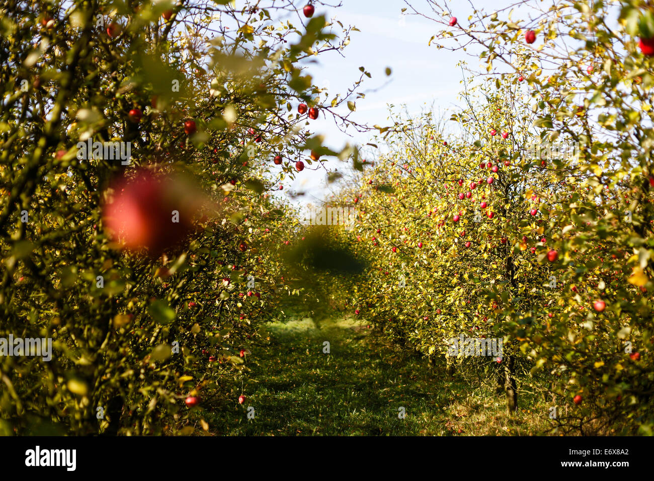 Apple Farm, vicino Rerik, Meclemburgo-Pomerania, Germania Foto Stock