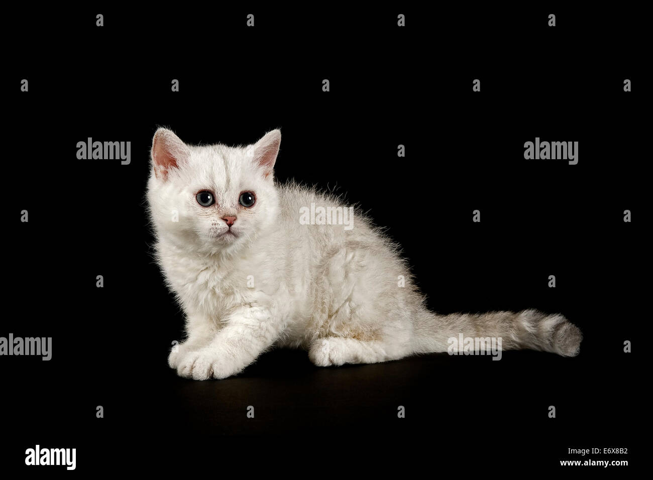 Selkirk Rex, Gatto di razza, gattino, 8 settimane, pelliccia colore silver ombreggiato, luminose, capelli arricciati Foto Stock