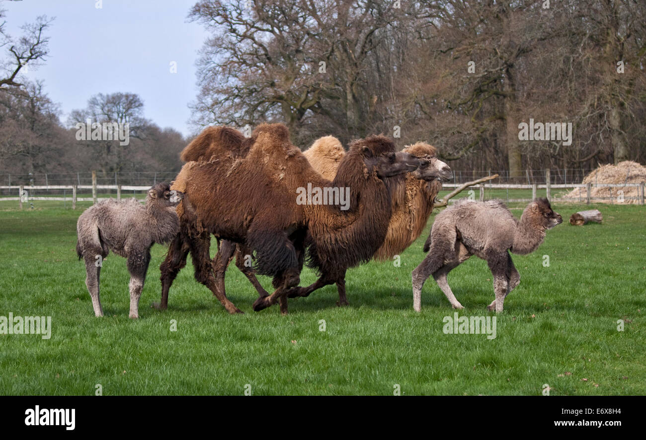 Bactrian Camel (Famiglia camelus bactrianus) Foto Stock