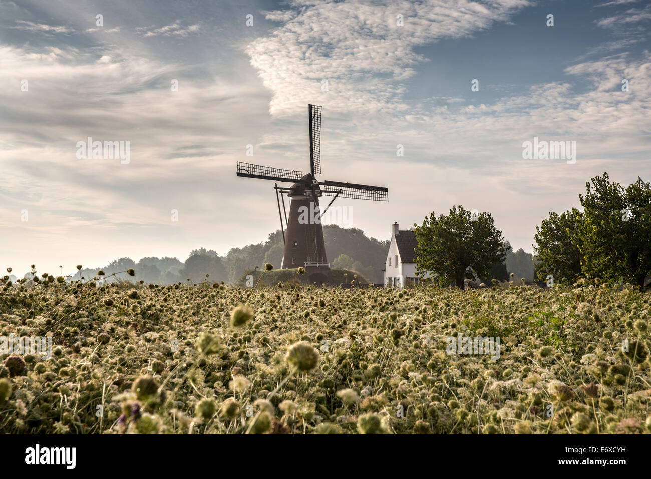 Paesi Bassi, Nuenen, villaggio di Vincent van Gogh. Mulino a vento De Roosdonck, che appare su 7 disegni di Van Gogh. Foto Stock