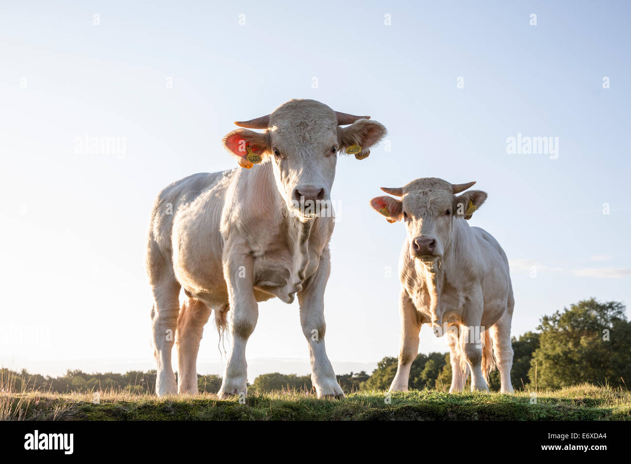 Paesi Bassi, Blaricum, brughiera o brughiera chiamato Tafelbergheide. Charolais bestiame. Giovani tori Foto Stock