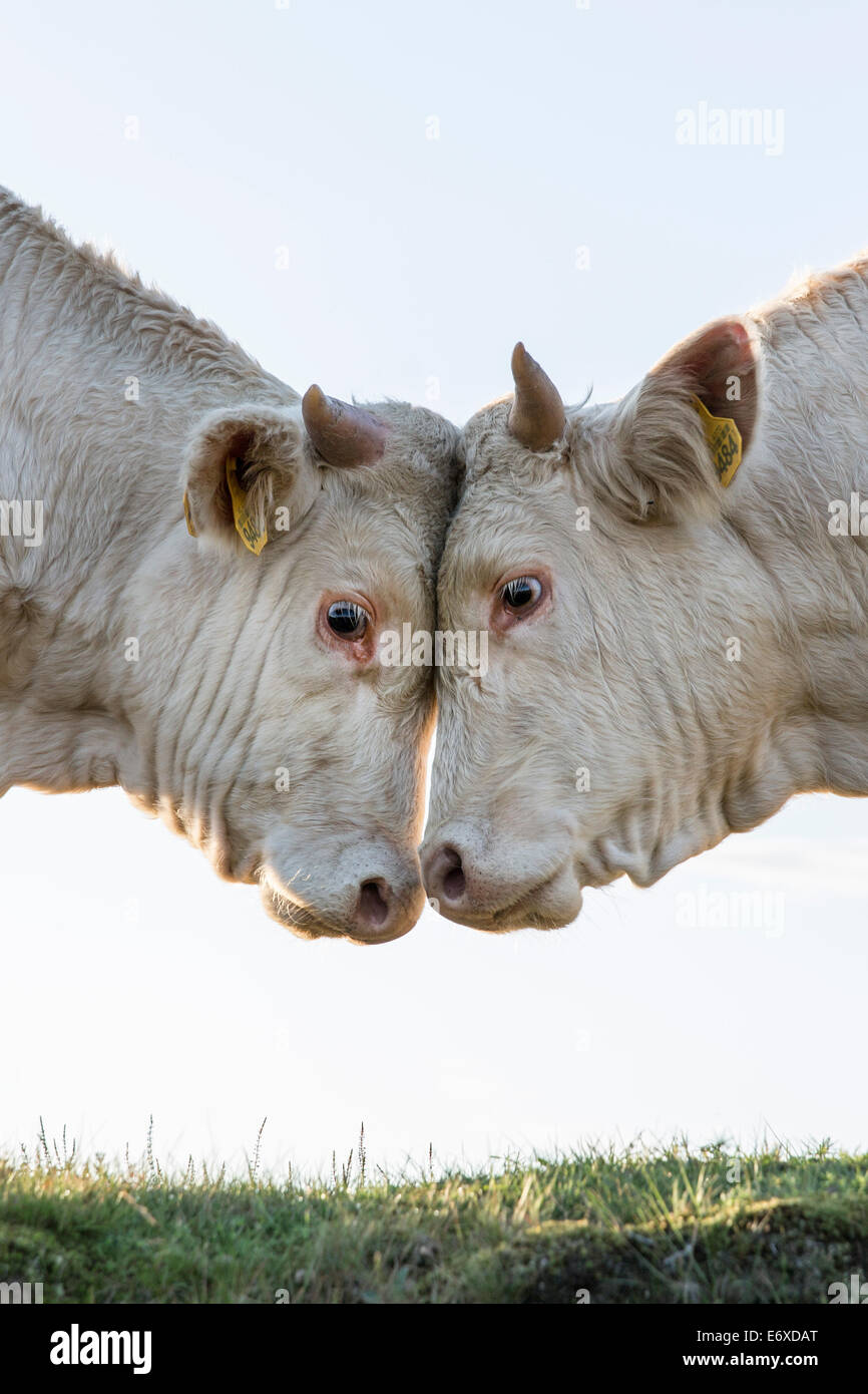 Paesi Bassi, Blaricum, brughiera o brughiera chiamato Tafelbergheide. Charolais bestiame. Giovani tori sfidandosi Foto Stock