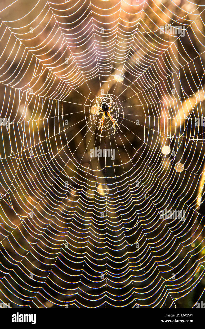 Paesi Bassi, Bussum, brughiera o brughiera chiamato Fransche Kampheide. Sunrise. Spider Web Foto Stock