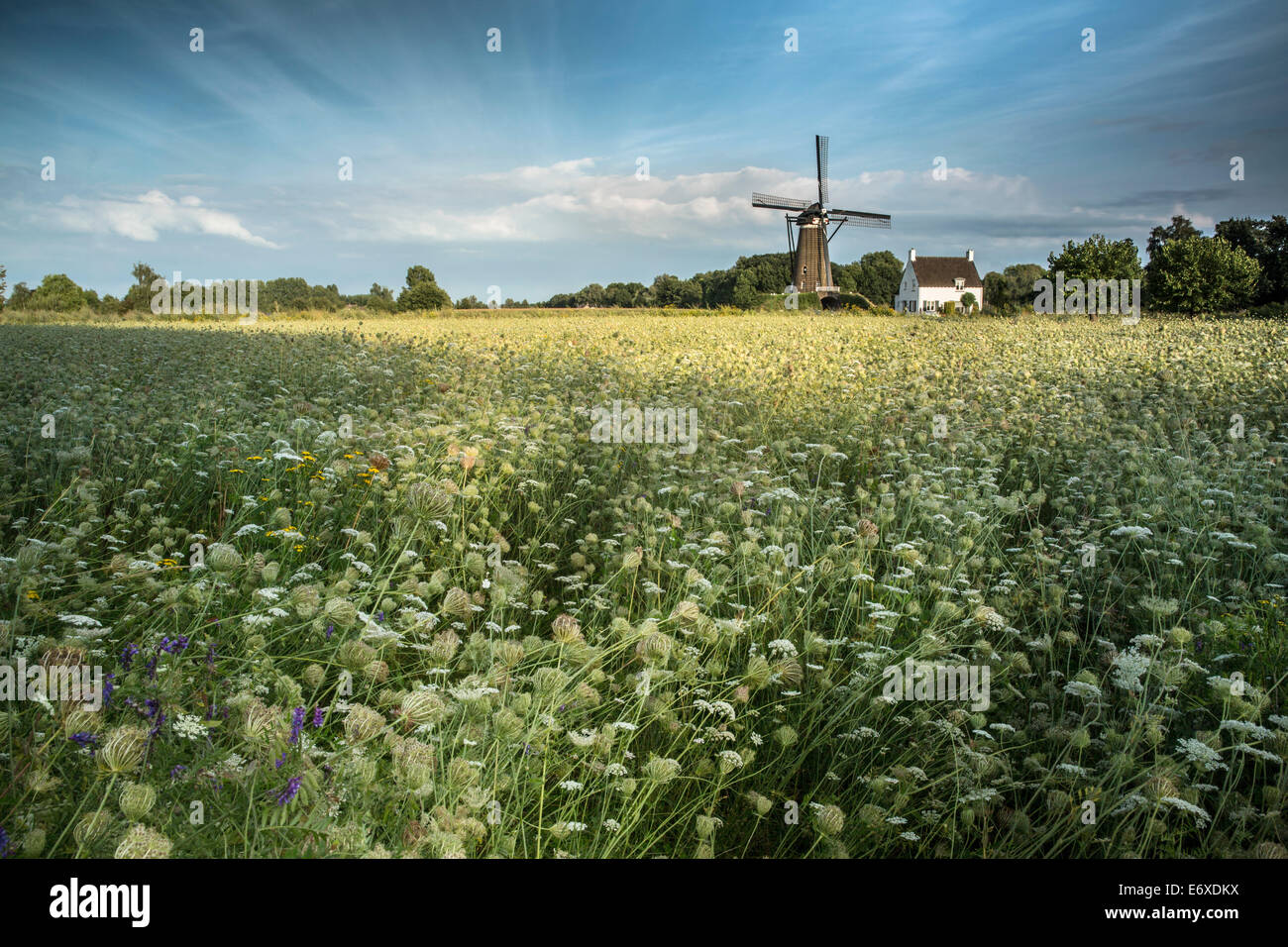 Paesi Bassi, Nuenen, villaggio di Vincent van Gogh. Mulino a vento De Roosdonck, che appare su 7 disegni di Van Gogh. Foto Stock