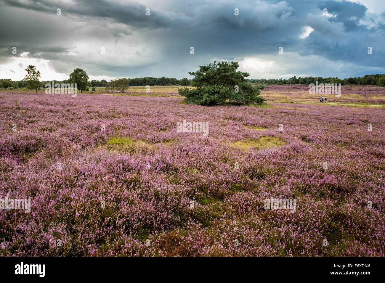 Paesi Bassi, Havelte, fioritura brughiera o brughiera chiamato Holtingerveld Heide. Ciclista. Donna Foto Stock