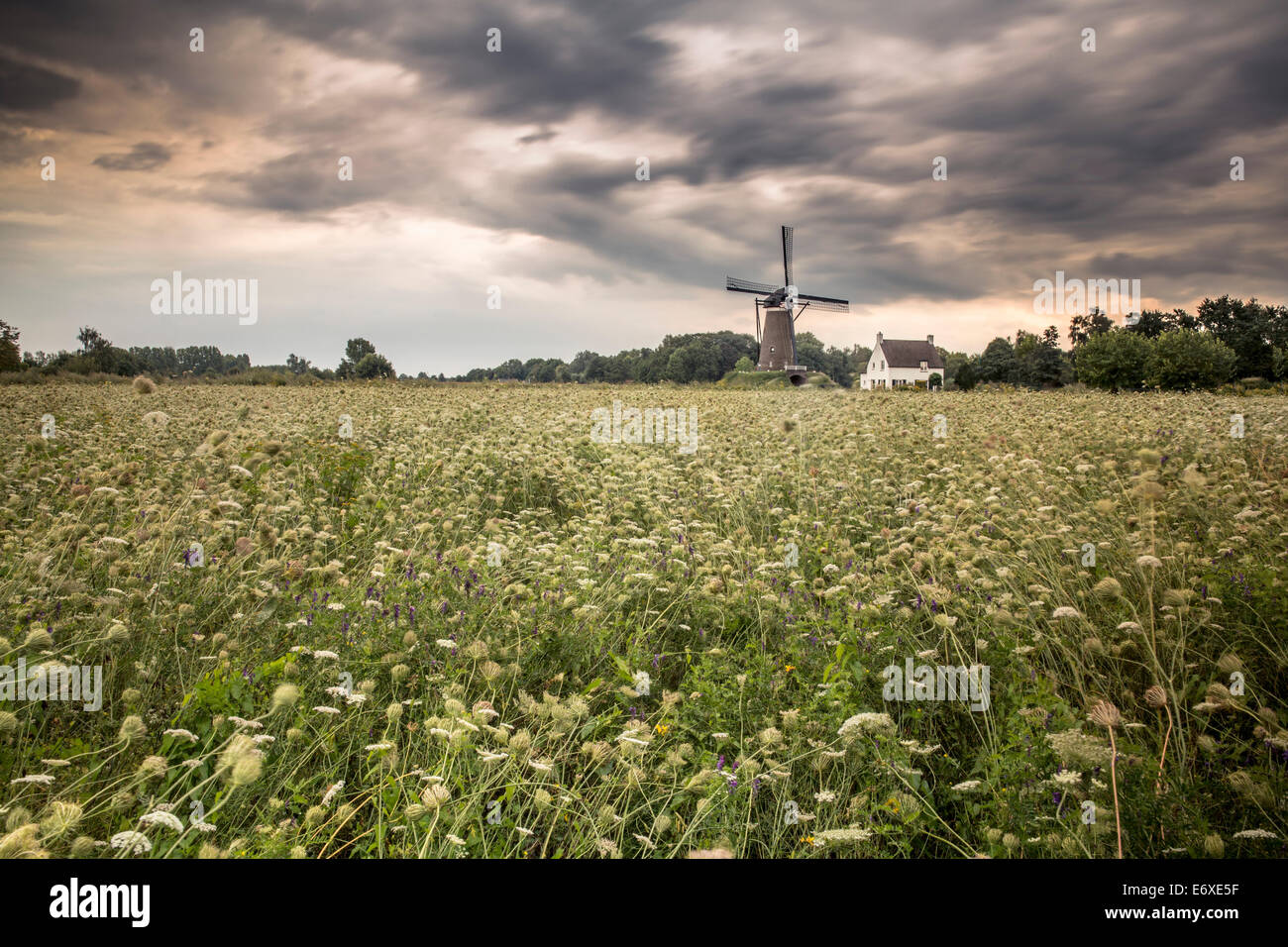 Paesi Bassi, Nuenen, villaggio di Vincent van Gogh. Mulino a vento De Roosdonck, che appare su 7 disegni di Van Gogh. Foto Stock