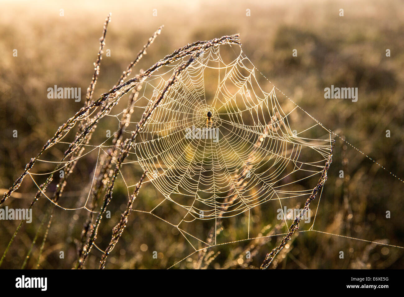 Paesi Bassi, Bussum, brughiera o brughiera chiamato Fransche Kampheide. Sunrise. Spider Web Foto Stock