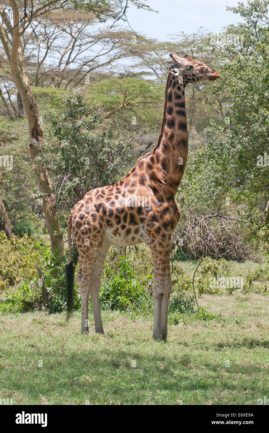 Rothschild Giraffe della navigazione nel bosco di acacia nel lago Nakuru National Park Kenya Africa Orientale DELLA ROTHSCHILD GIRAFFE SFOGLIA ACA Foto Stock