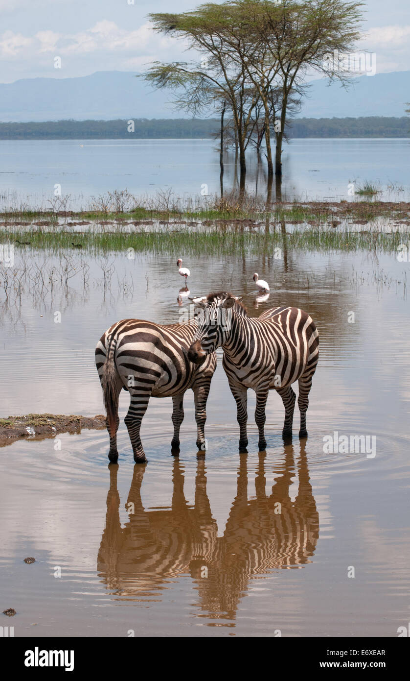 Due comuni Zebra stare fianco a fianco in shallow acqua di inondazione a bordo lago in Lake Nakuru National Park Kenya Africa Orientale ZE COMUNE Foto Stock