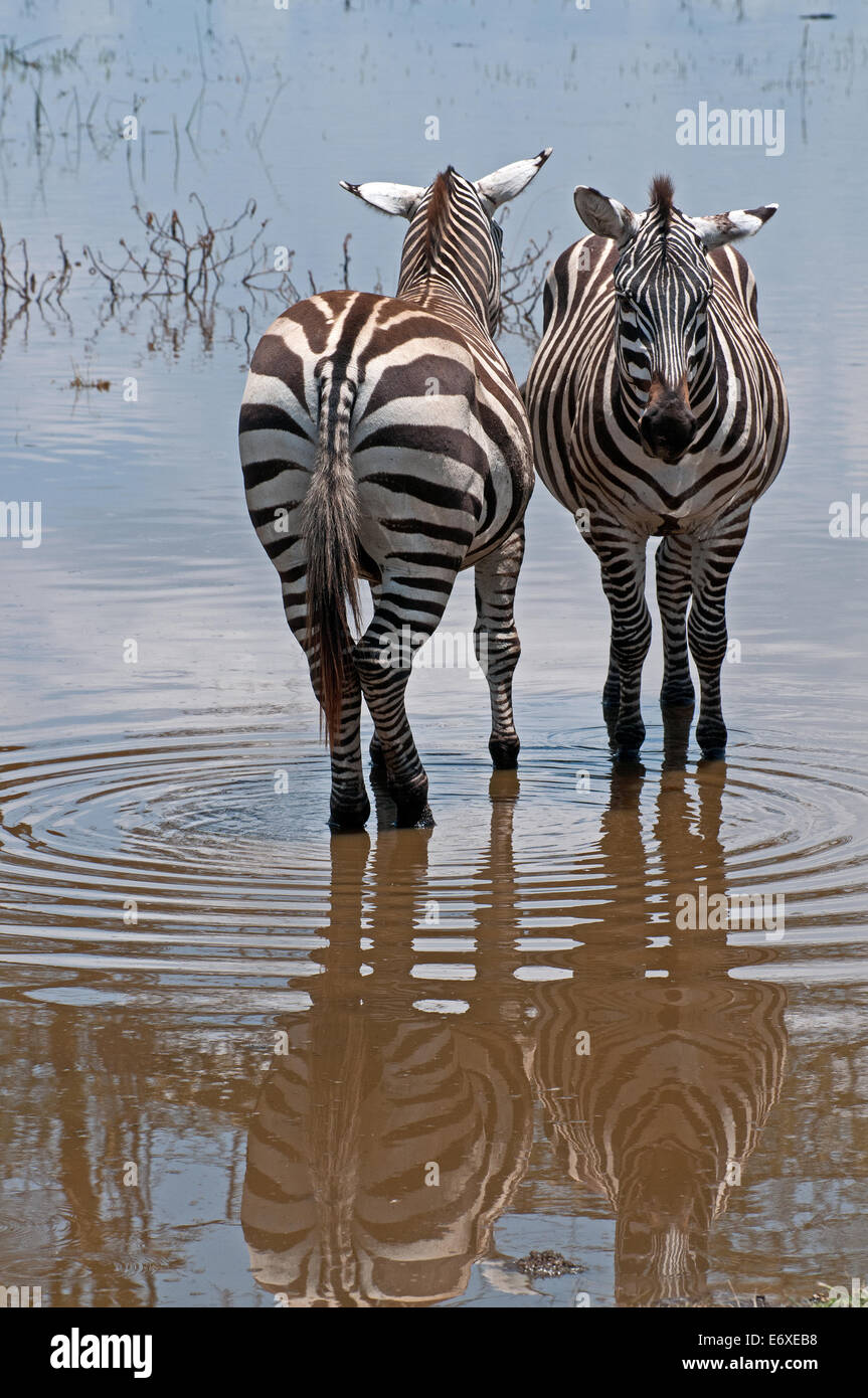 Due comuni Zebra stare fianco a fianco in shallow acqua di inondazione a bordo lago in Lake Nakuru National Park Kenya Africa Orientale ZE COMUNE Foto Stock