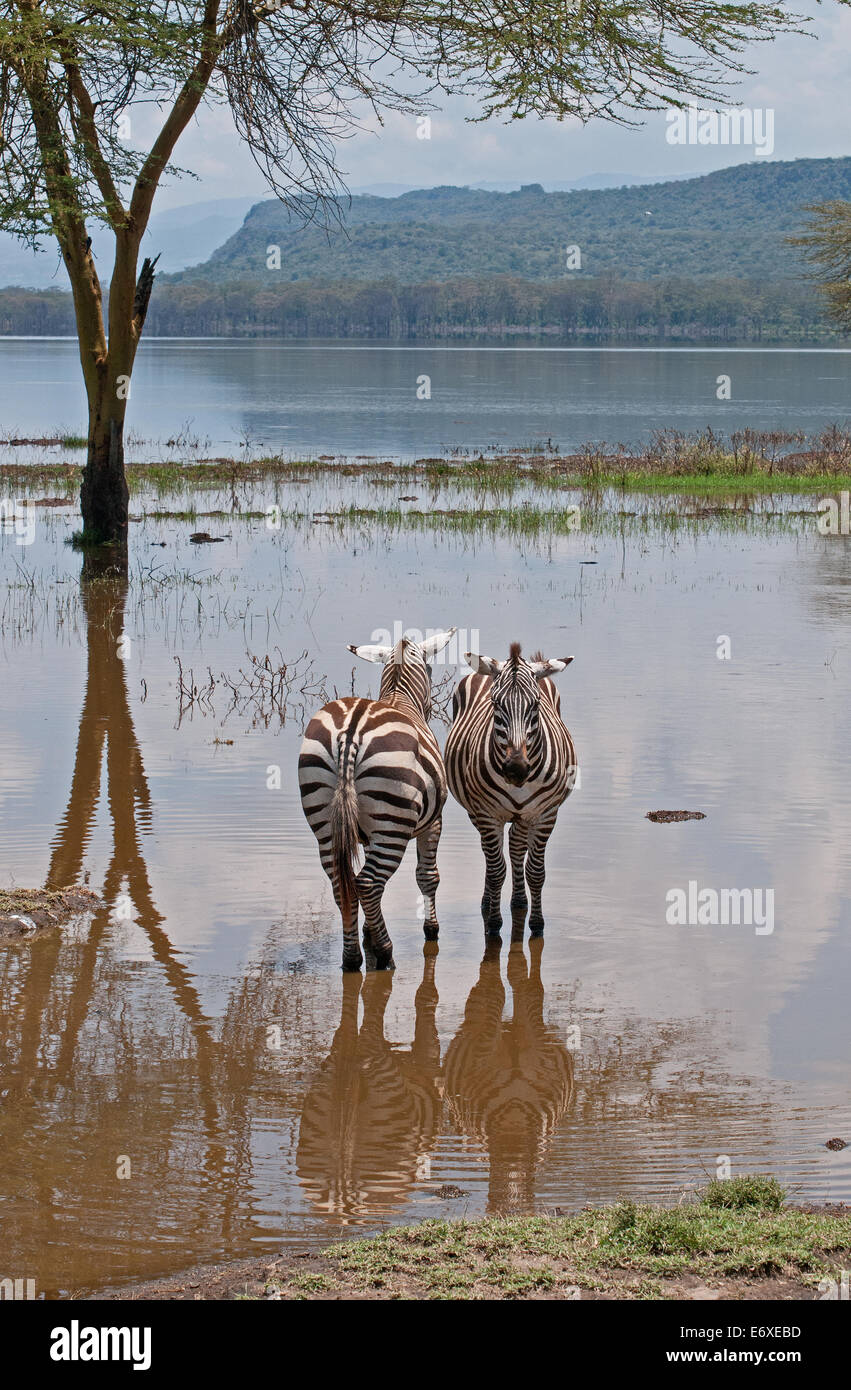 Due comuni Zebra stare fianco a fianco in shallow acqua di inondazione a bordo lago in Lake Nakuru National Park Kenya Africa Orientale Z COMUNE Foto Stock