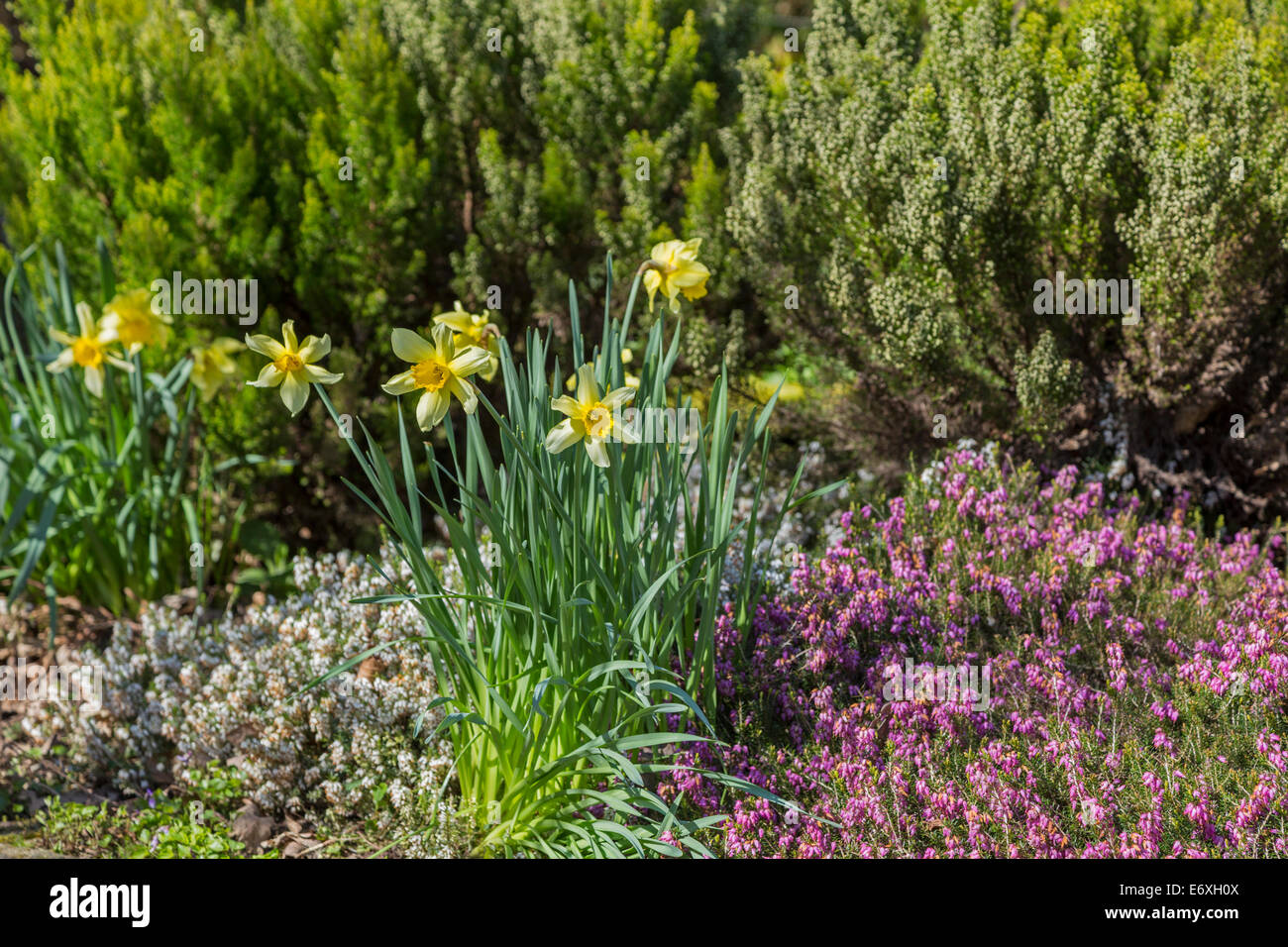 Narcisi e heather. Foto Stock