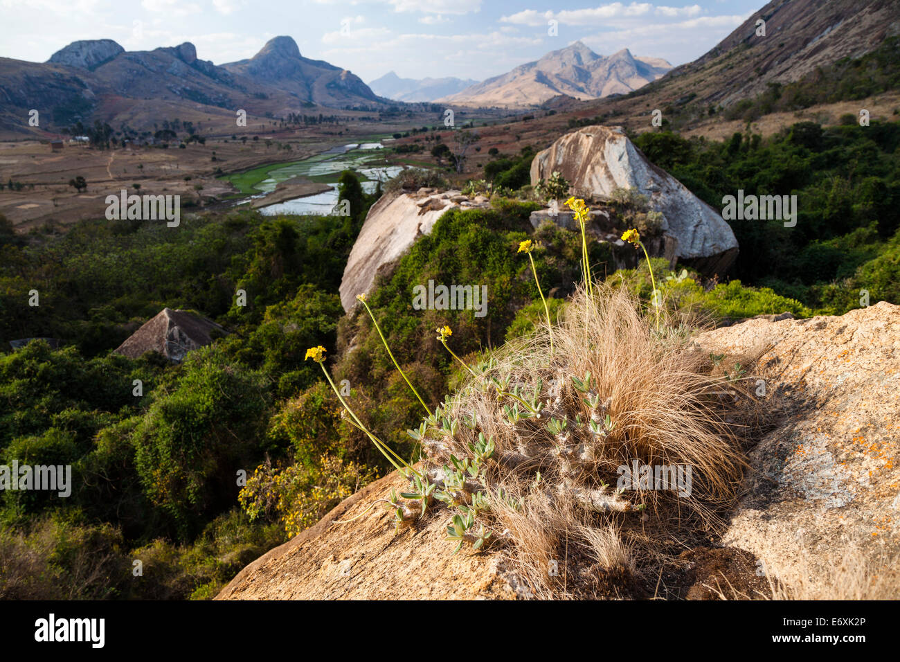 Elephant la pianta del piede, Pachypodium rosulatum, Anjaha riserva vicino Ambavalao, regione di Fianarantsoa, Madagascar, Africa Foto Stock