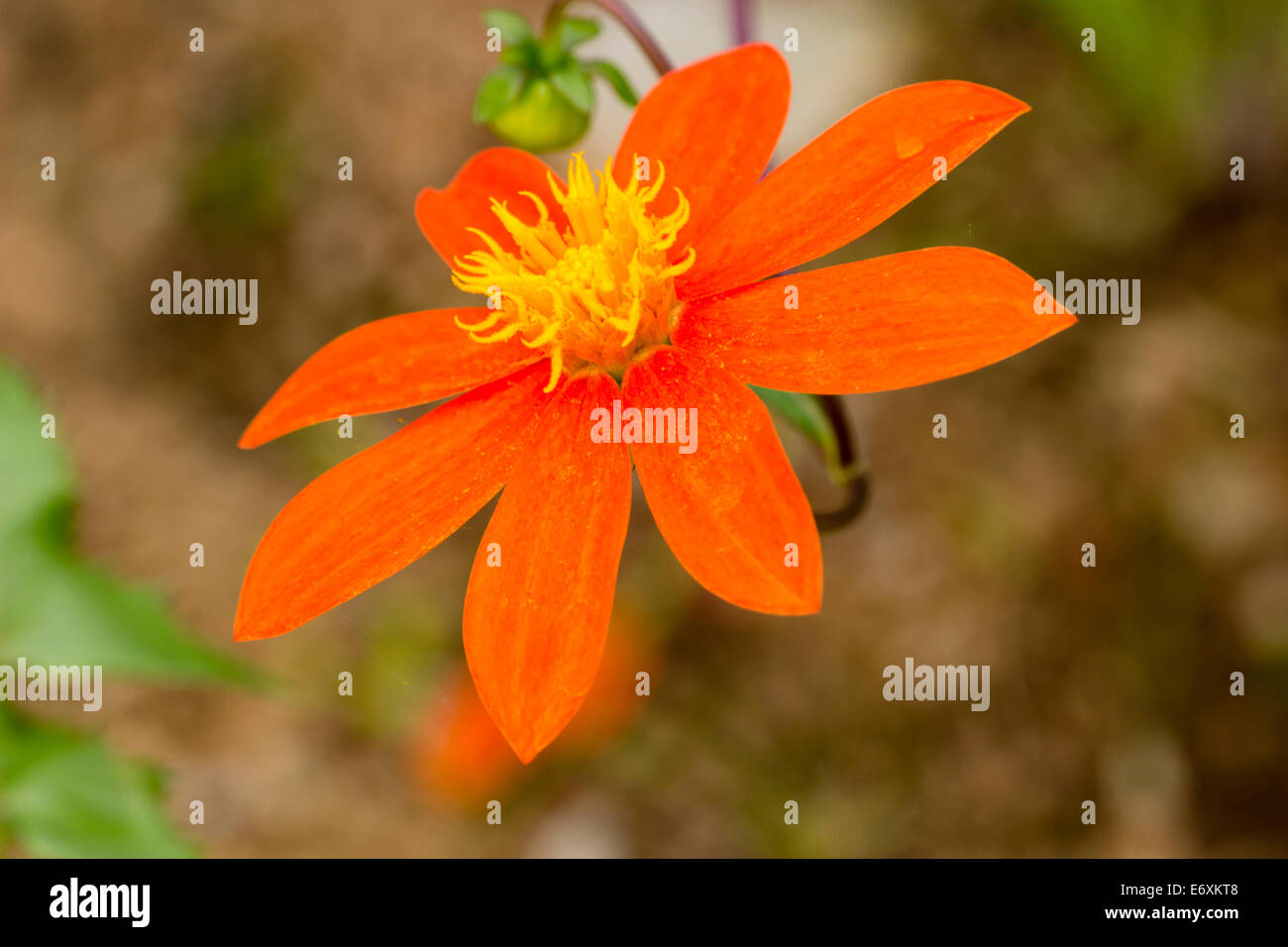 Fiore della specie messicana, Dahlia rupicola Foto Stock