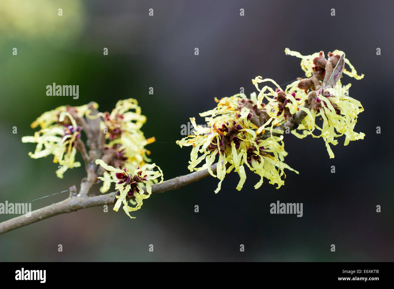 Spidery fiori della fioritura invernale amamelide, Hamamelis x intermedia 'Pallida' Foto Stock