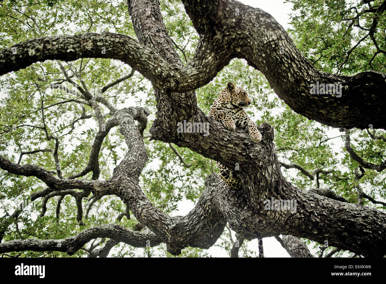 Leopard in un albero di ebano, Sabi Sands Game Reserve, Sud Africa e Africa Foto Stock