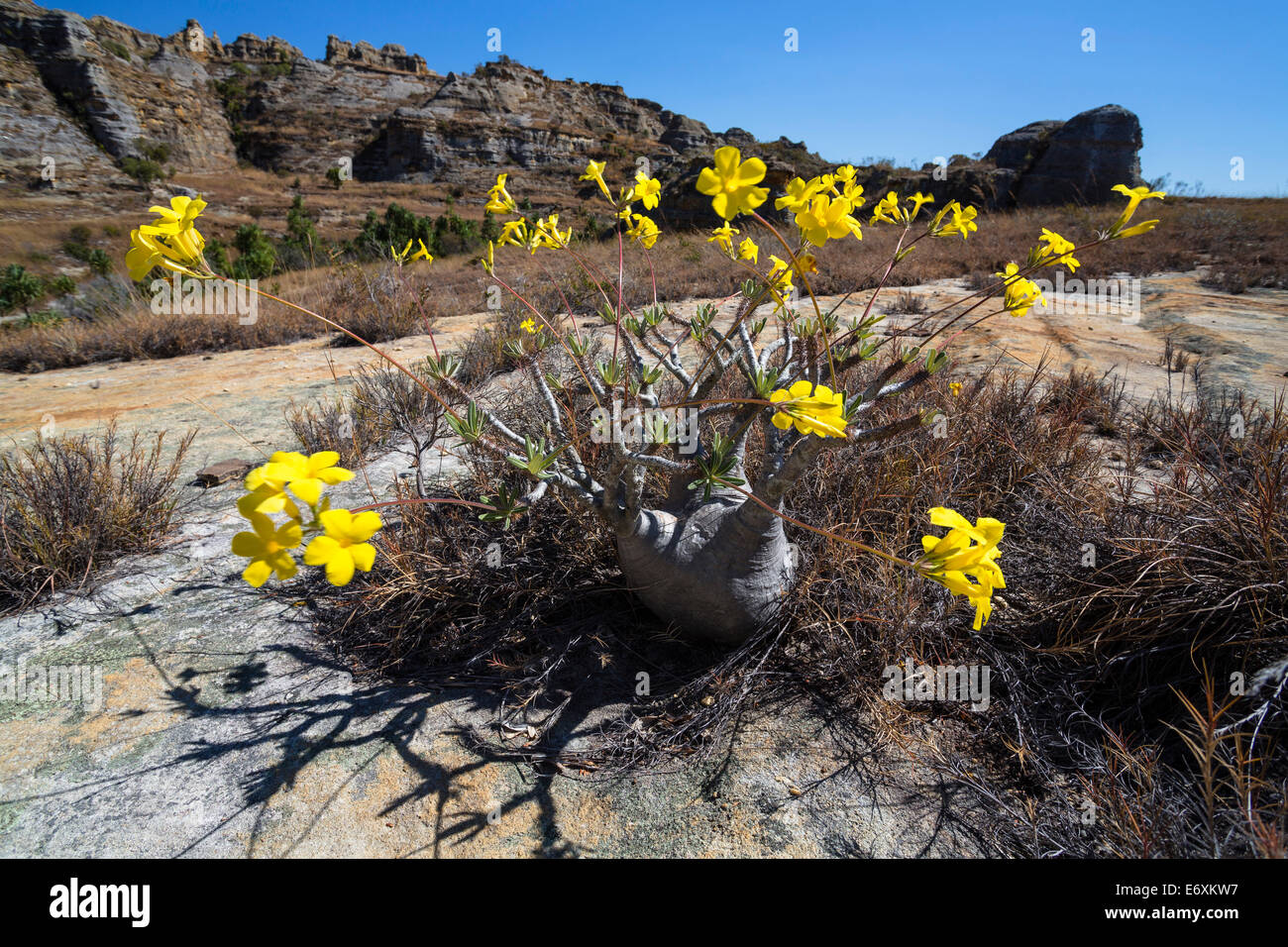 Elephant la pianta del piede,, Pachypodium rosulatum, Isalo National Park, Madagascar, Africa Foto Stock
