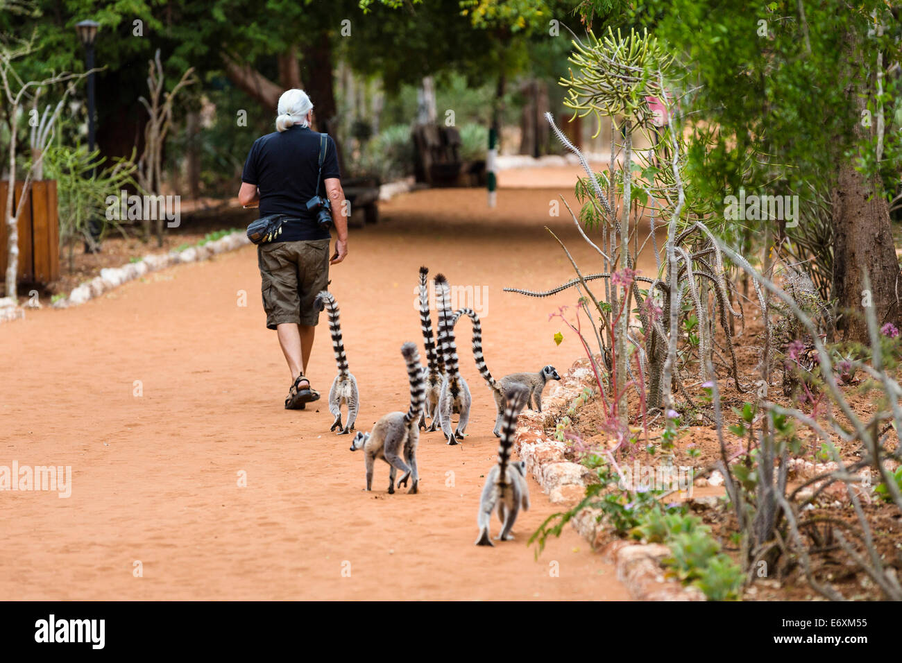 I lemuri Ringtailed seguenti turistico, lemuri catta, riserva Berenty, Sud del Madagascar, Africa Foto Stock