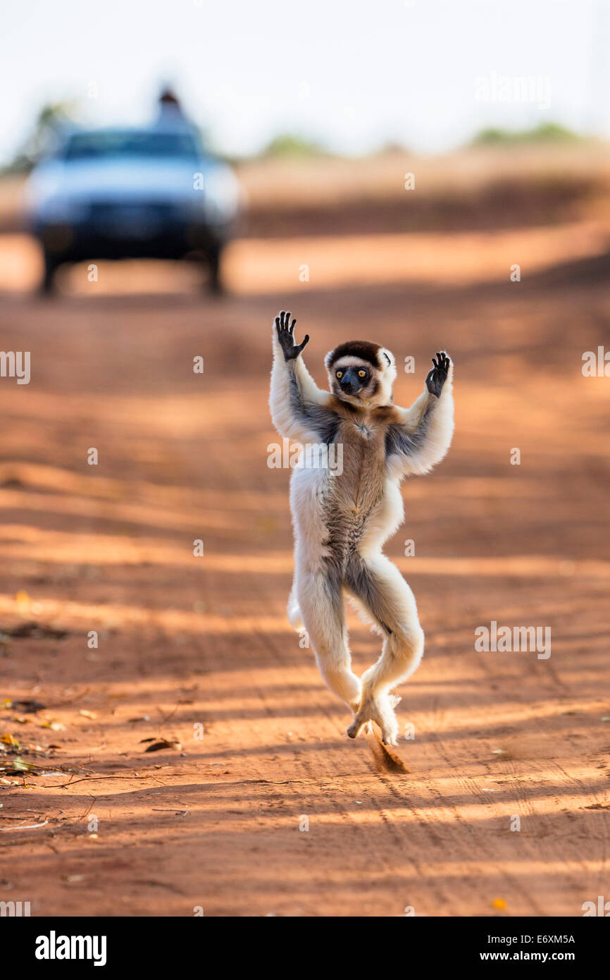 Verreaux Sifaka dancing in tutta la strada, Propithecus verreauxi, Berenty Riserva, Madagascar, Africa Foto Stock