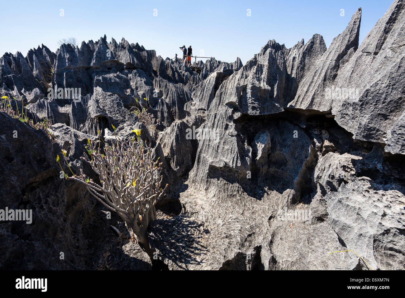 Formazioni geologiche in Tsingy de Bemaraha National Park, Mahajanga, Madagascar, Africa Foto Stock