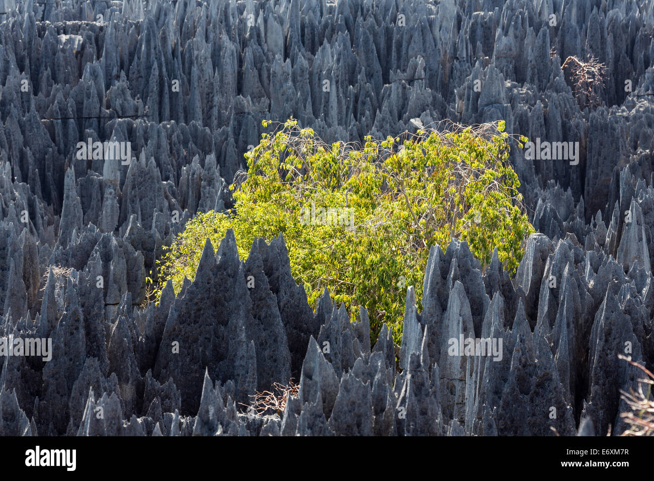 Formazione di roccia con albero in Tsingy de Bemaraha National Park, Mahajanga, Madagascar, Africa Foto Stock
