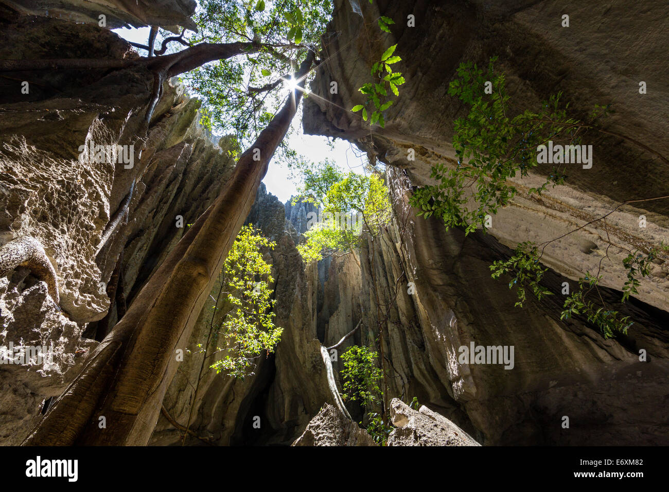 Formazione di roccia con albero in Tsingy de Bemaraha National Park, Mahajanga, Madagascar, Africa Foto Stock