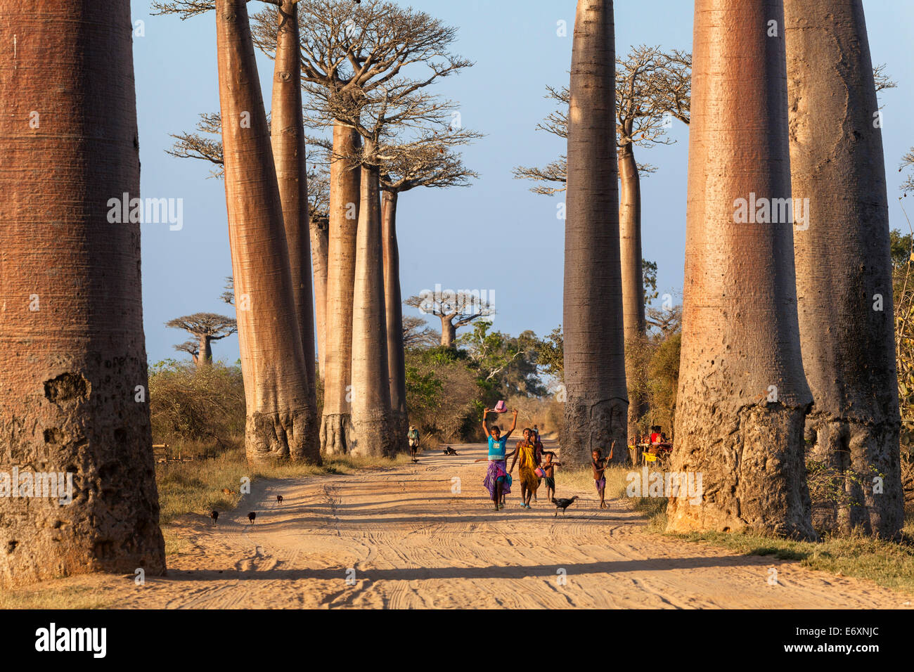 Il baobab vicino a Morondava, Adansonia grandidieri, Madagascar Foto Stock