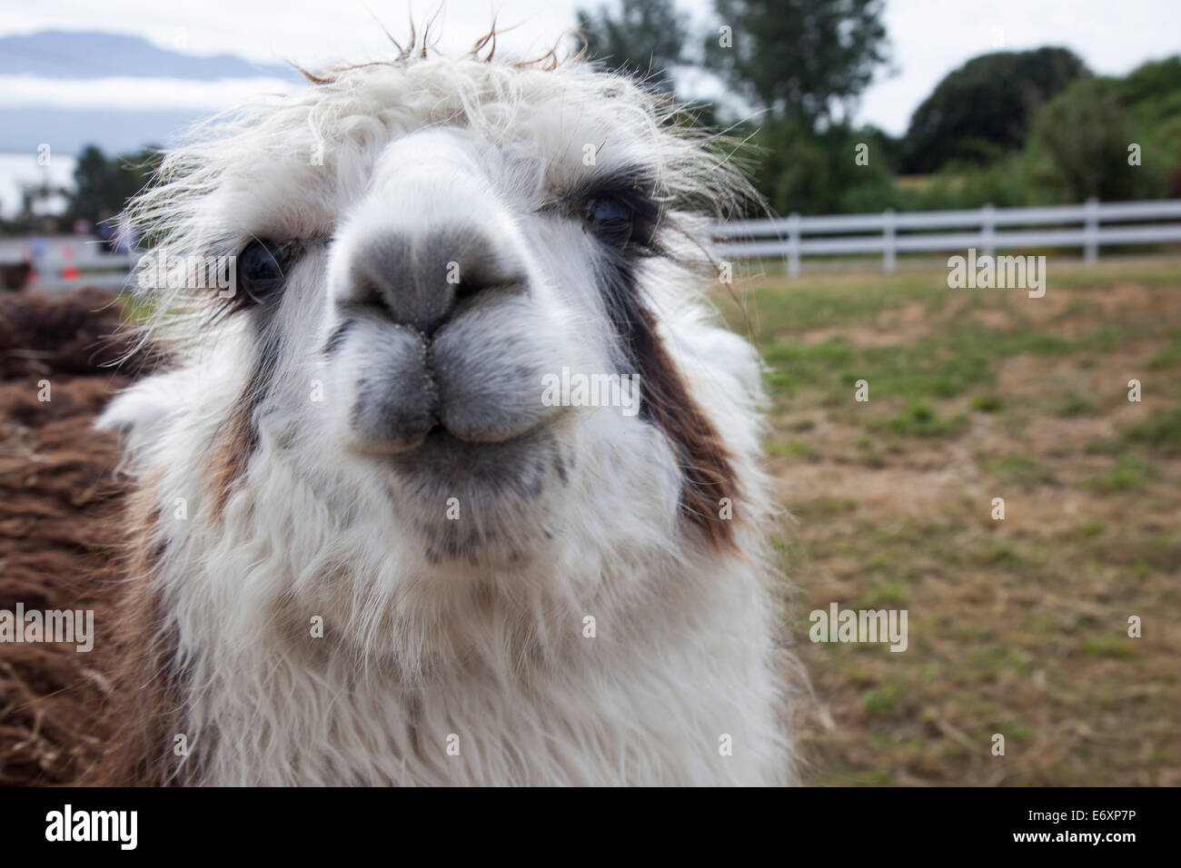 Wet look: Ritratto di una llama con pelo umido, vicino a Puerto Montt, Los Lagos, Patagonia, Cile Foto Stock