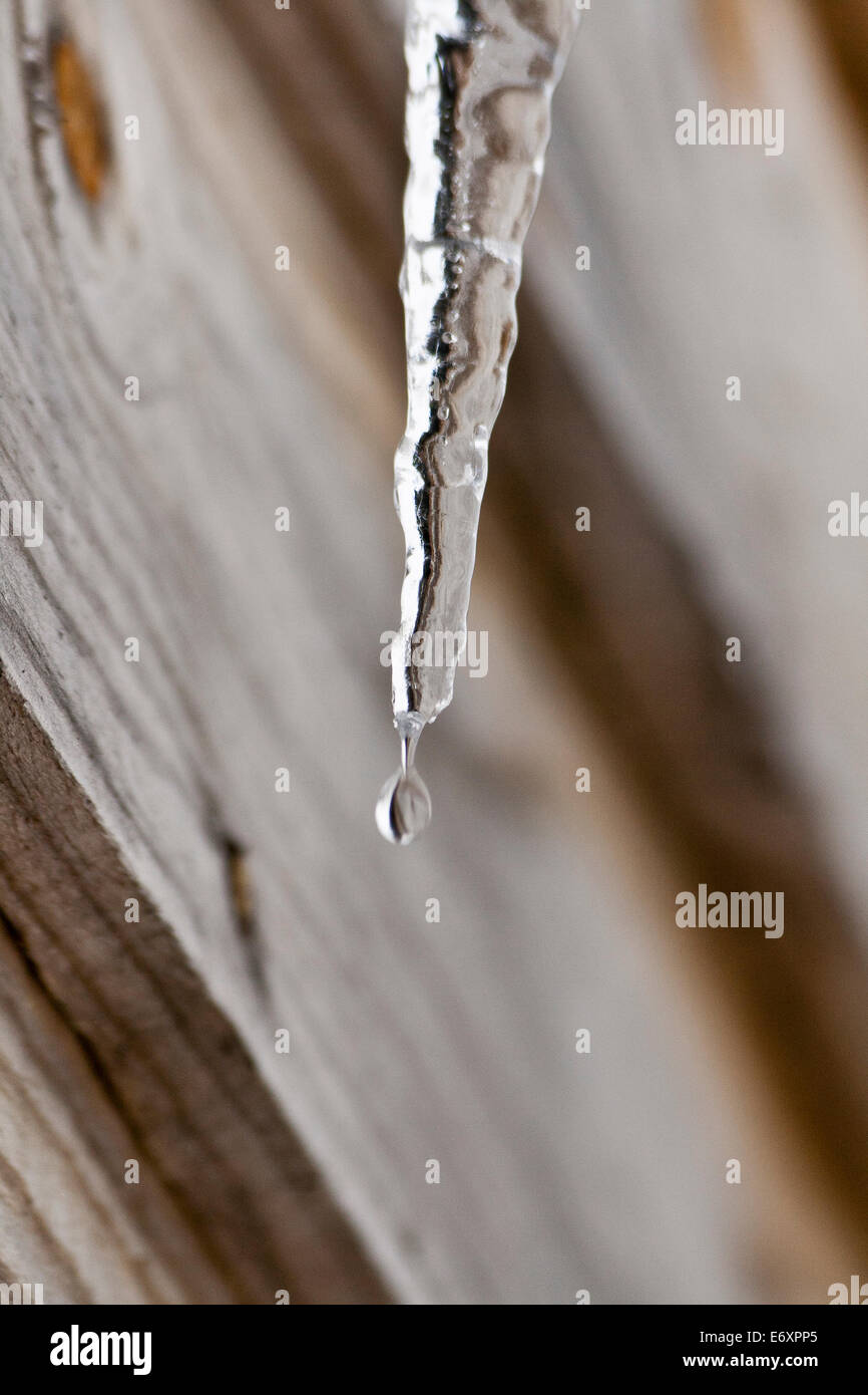 Un close-up di un ghiacciolo fusione con una goccia di acqua sull'estremità, in inverno, appeso a un edificio. Foto Stock