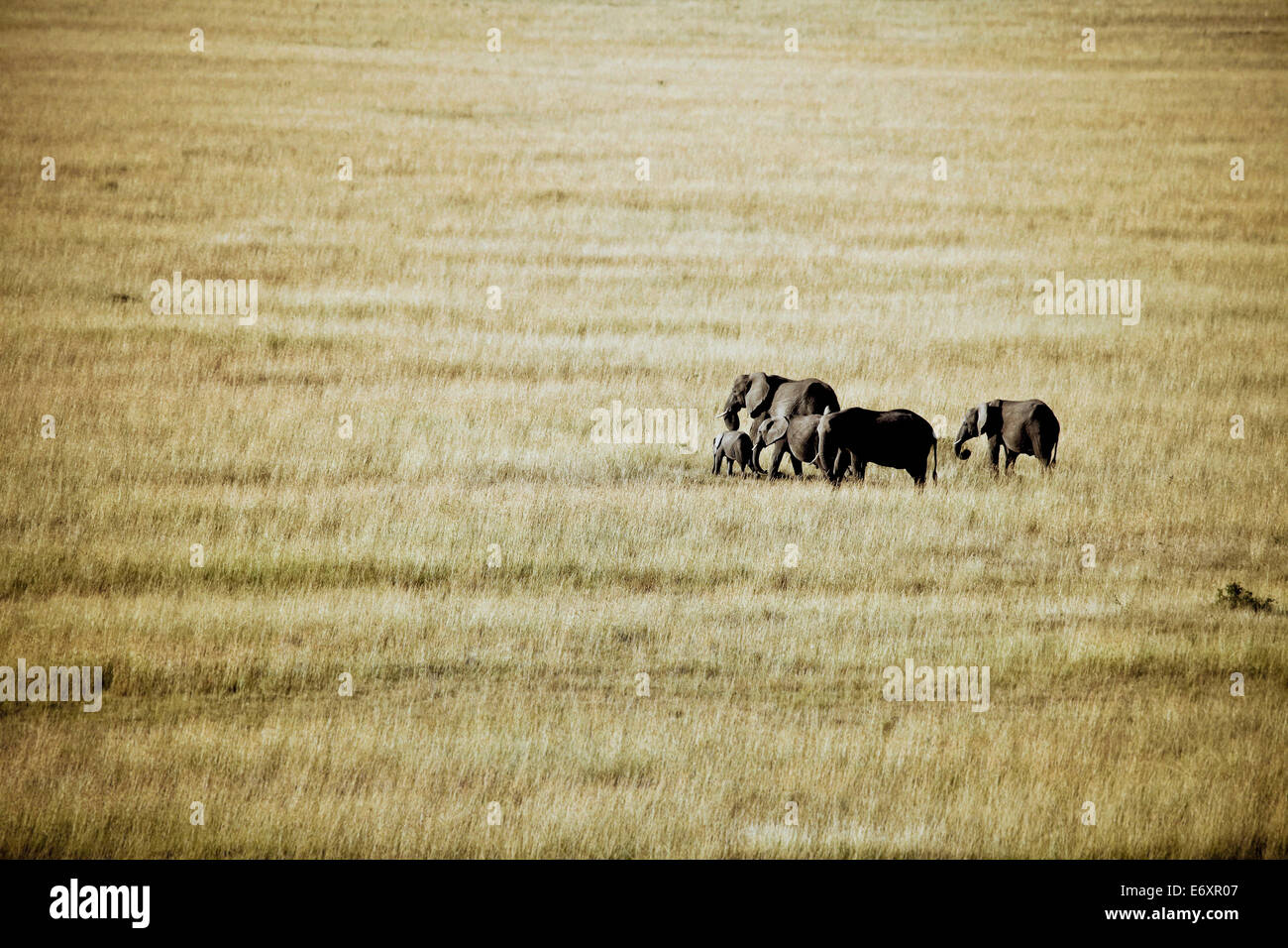 Un gruppo di elefanti nel Masai Mara, Kenya, Africa Foto Stock