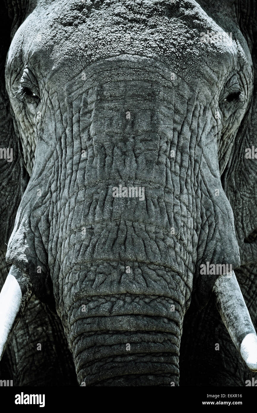 La testa di un elefante, vicino, Kenya, Africa Foto Stock