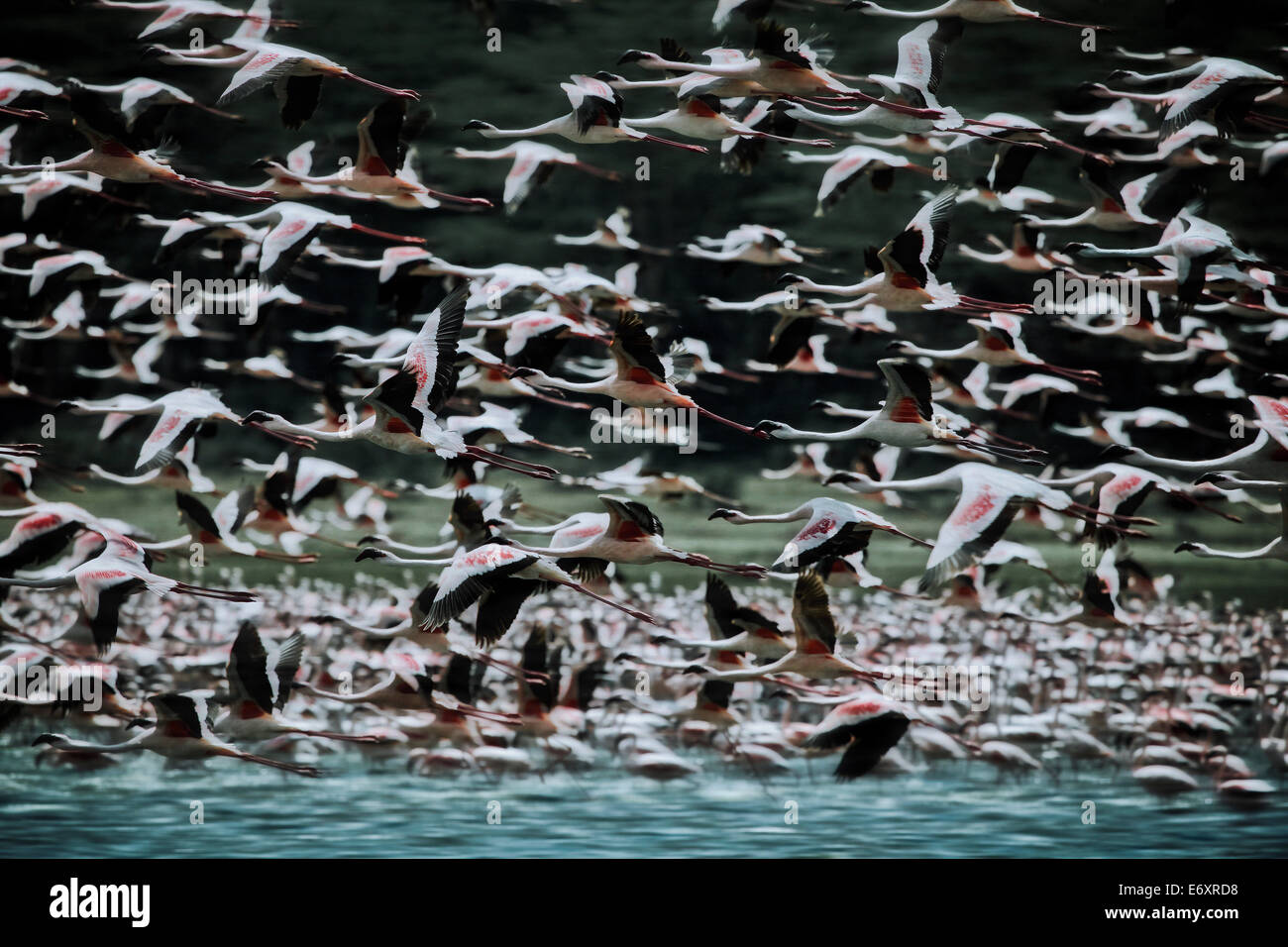 I fenicotteri volando sul lago Naivasha, Kenya, Africa Foto Stock