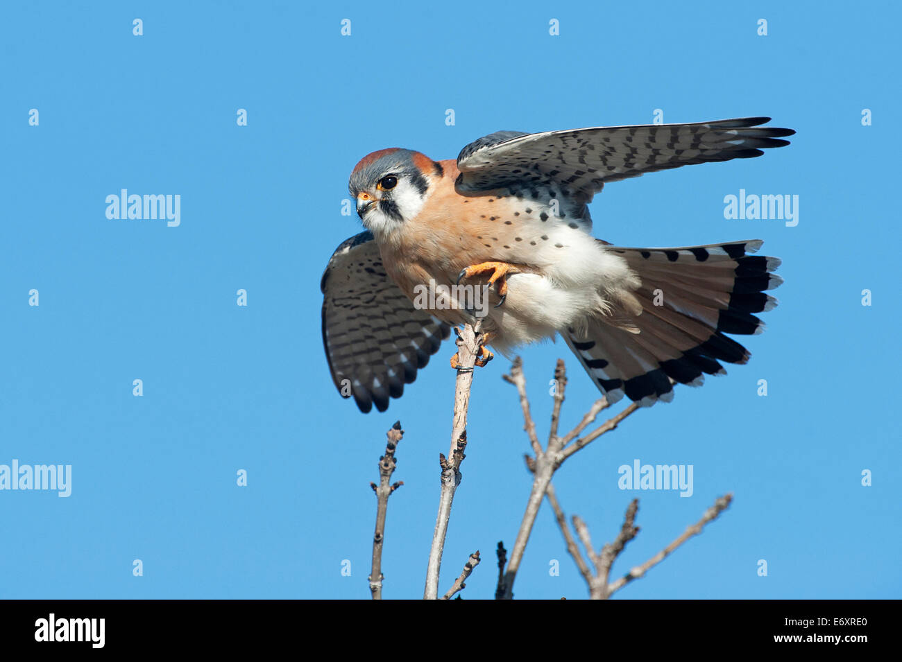 American gheppio bilanciamento sulla giornata di vento Foto Stock