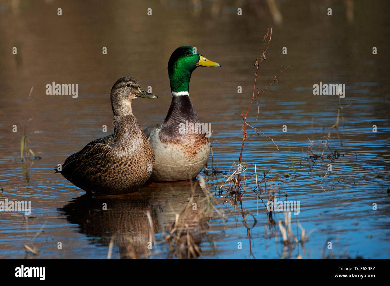 Una coppia di germani reali accoppiati Foto Stock