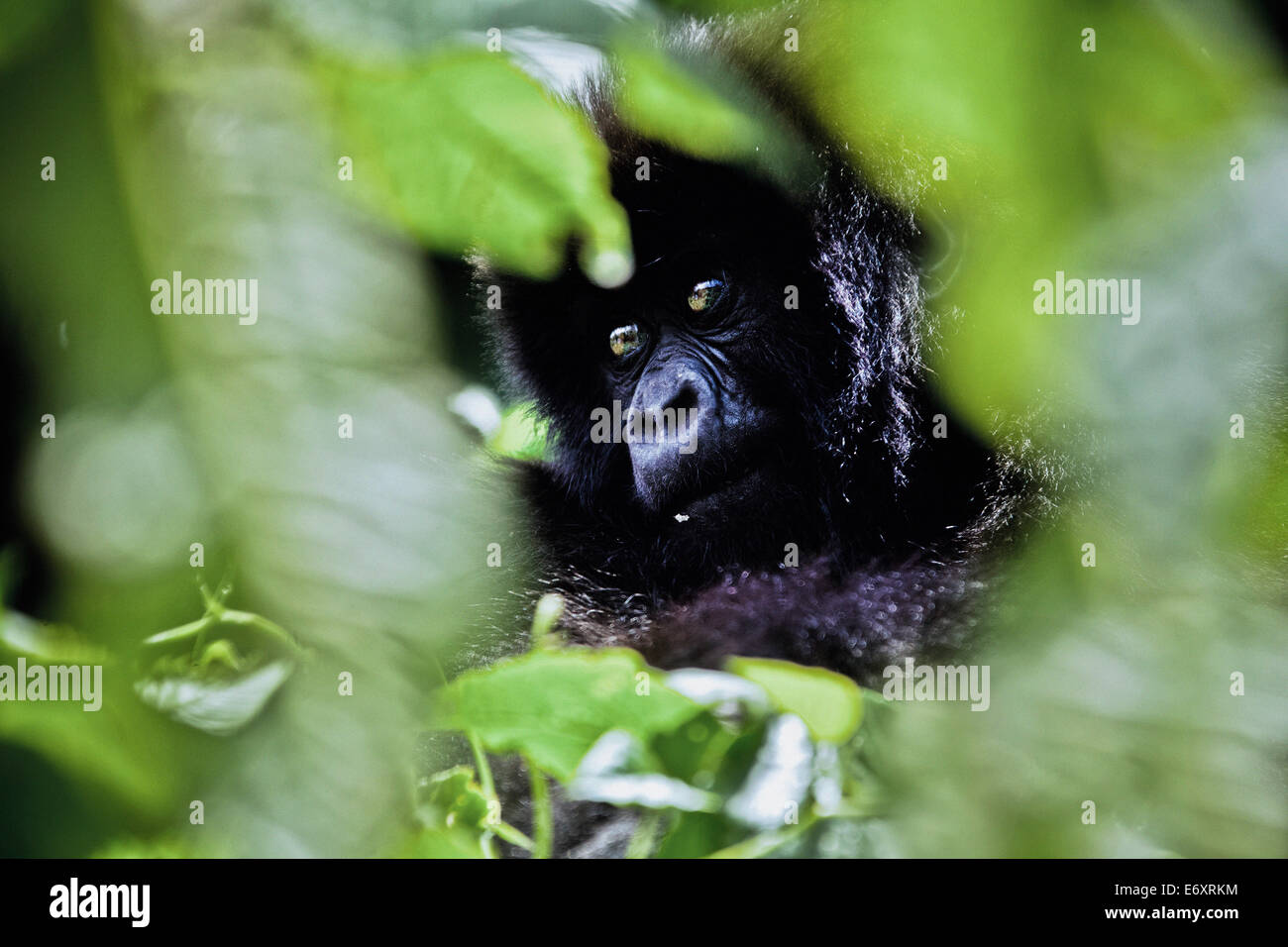 Giovani gorilla di montagna nascoste da foglie verdi, Parco Nazionale Vulcani, Ruanda, Africa Foto Stock
