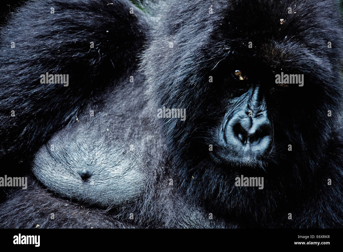 Gorilla di Montagna nel Parco Nazionale dei Vulcani, Ruanda, Africa Foto Stock