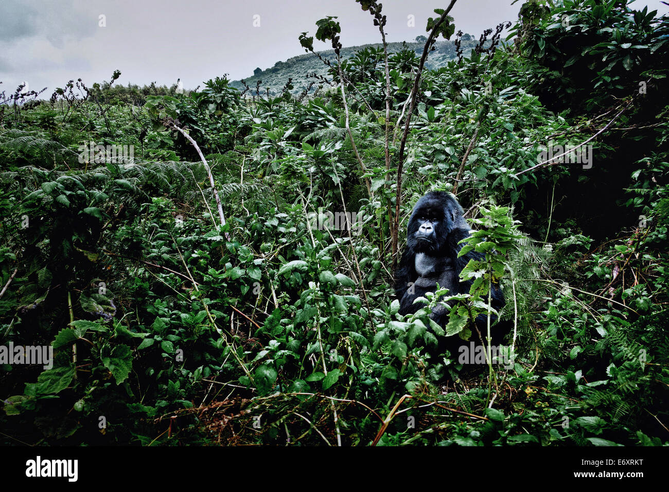 Maschio Silverback gorilla di montagna nella giungla del Parco Nazionale Vulcani, Ruanda, Africa Foto Stock